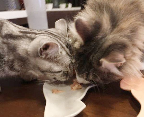 ゴハンを食べる猫