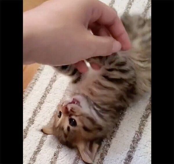 じゃれるみきちくん