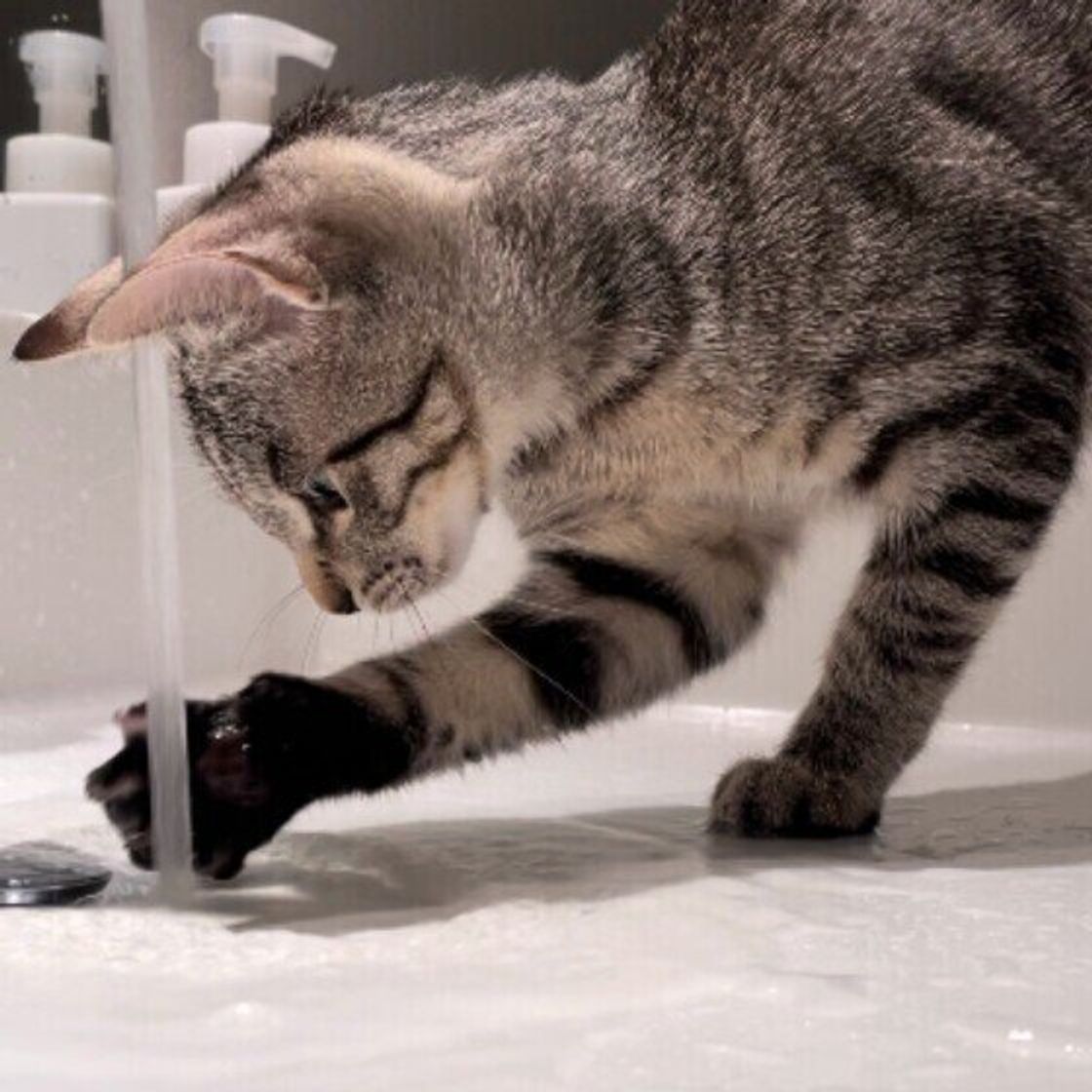 猫が前足で ちょいちょい するのは意外なことを確認するためだった 獣医師解説 ねこのきもちweb Magazine 猫が前足で ちょいちょい するのは意外なことを確認するためだった 獣医師解説 ねこのきもちweb Magazine