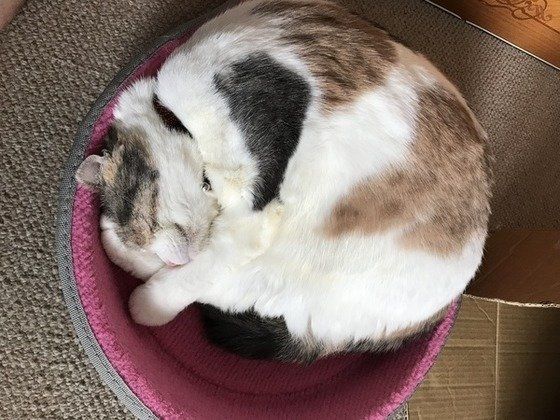 アンモニャイトポーズのスコティッシュフォールド