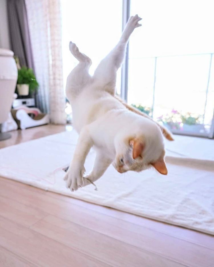 チャコたん空中キャッチ