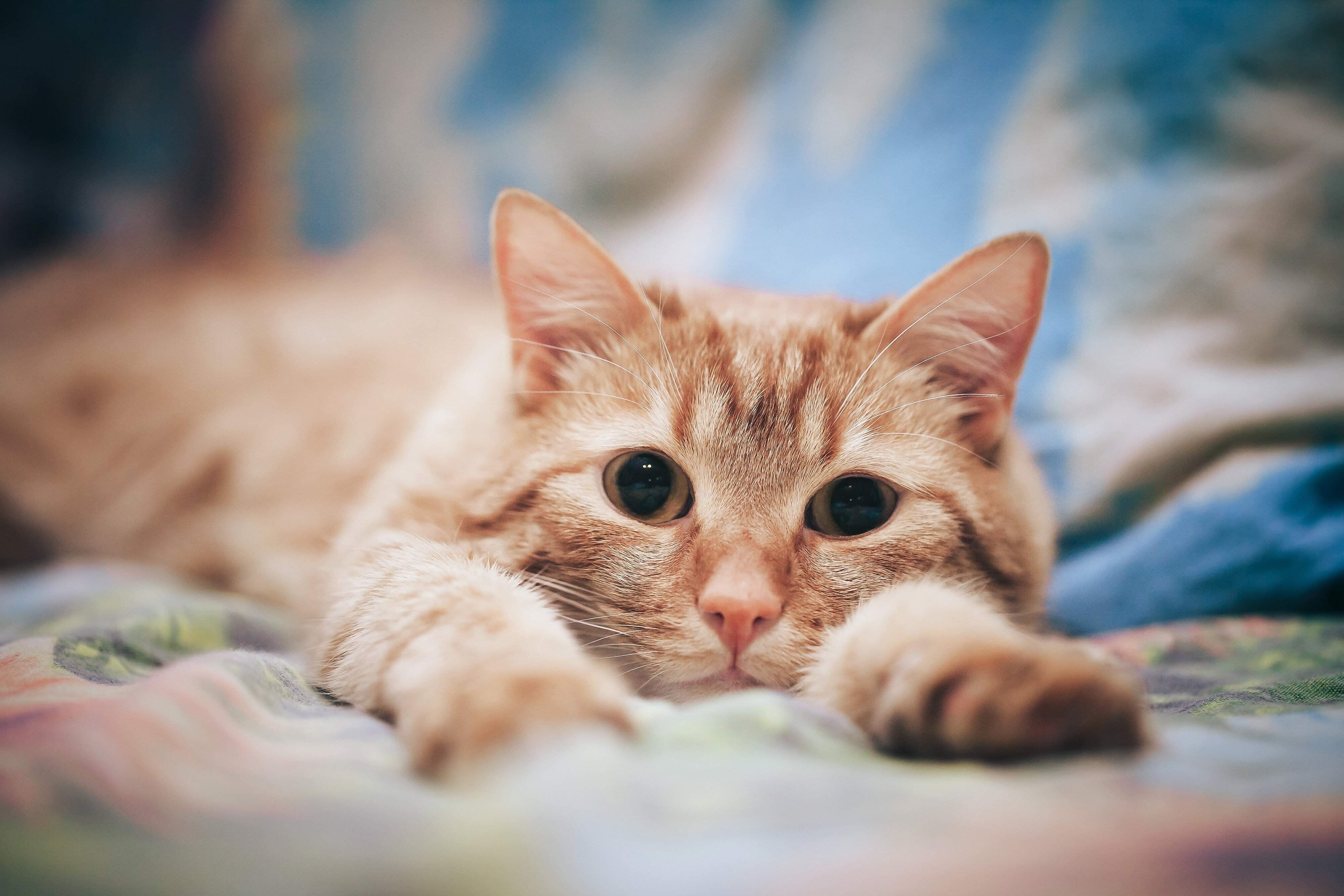 足を伸ばしてくつろぐ猫