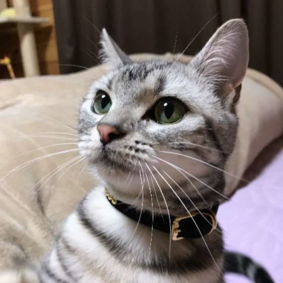 見上げるアメリカンショートヘア