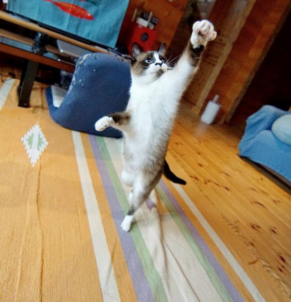 おもしろいポーズをする猫