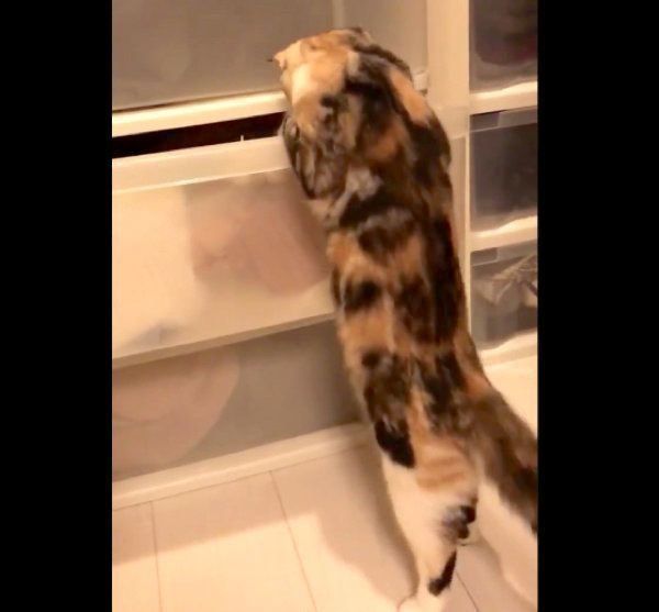 衣装ケースをあさるラムちゃん