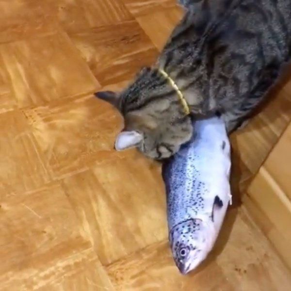 魚のぬいぐるみで遊ぶ猫
