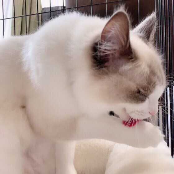 毛づくろいするラグドール