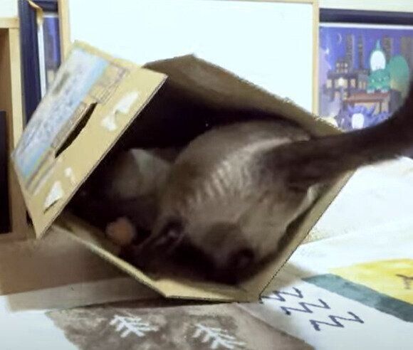 絶妙なバランスを保つわらびちゃん