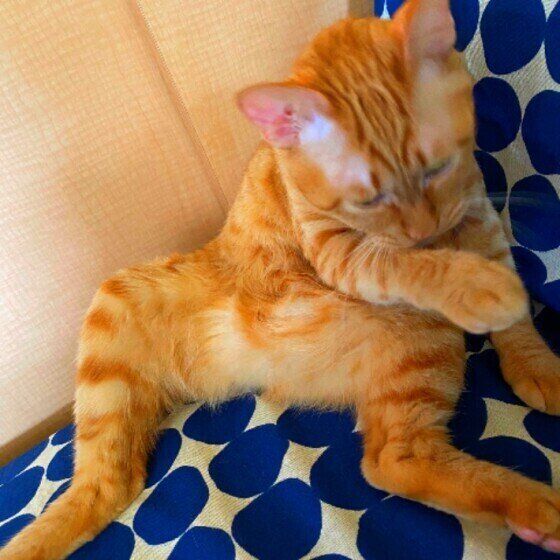 新品のソファーで毛づくろい（メス、MIX）