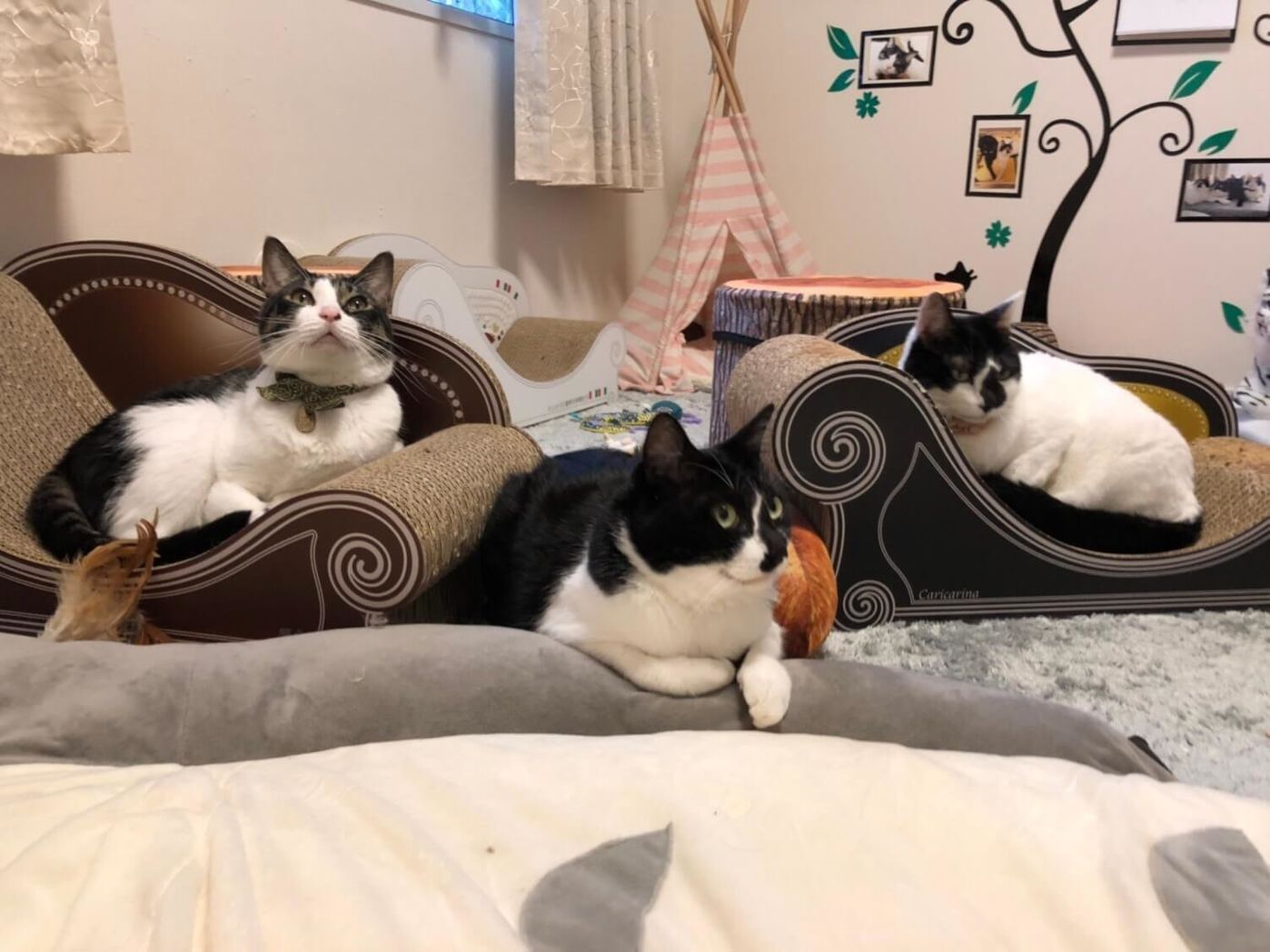 我が家の猫部屋は猫がルール 猫が絶対 そんな猫部屋で昼寝を試みようとしてみた結果 視聴率100 でマジで気まずい リュックと愉快な仲間たち あ あと響介vol 60 ねこのきもちweb Magazine 我が家の猫部屋は猫がルール 猫が絶対 そんな猫部屋で昼寝を試みようとしてみた結果 視聴率100 でマジで気まずい リュックと愉快な仲間たち あ あと響介vol 60 ねこのきもちweb Magazine