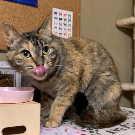 キジトラのゆめまるちゃん