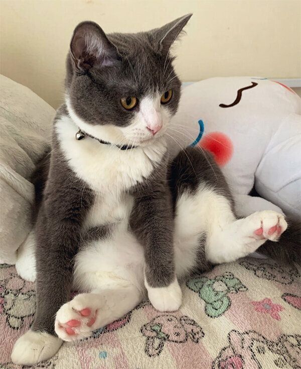 スコ座りをするしらたまくん