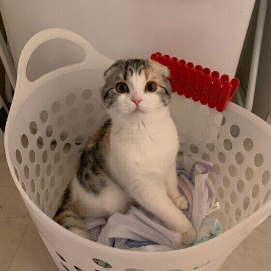 洗濯カゴに入るスコティッシュフォールド