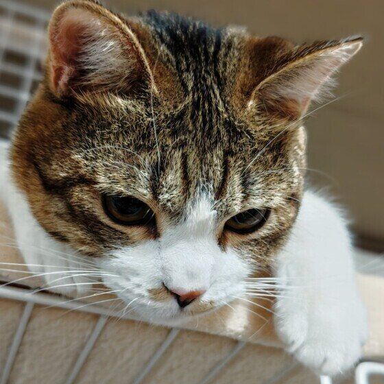 Mix（キジトラ）の虎太郎くん♪