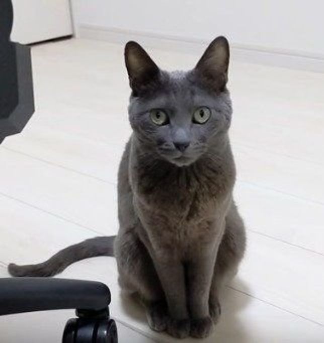 泣いてなにかを訴え続ける猫がほしがっているものとは ねこのきもちweb Magazine 泣いてなにかを訴え続ける猫がほしがっているものとは ねこのきもちweb Magazine