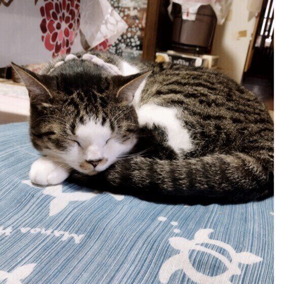 気持ちよさそうに眠るミケ猫
