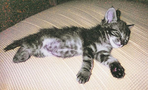 眠る子猫