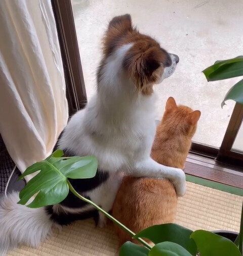 肩を組むターコロくんとアグちゃん