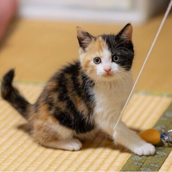 ミケ猫のあやめちゃん