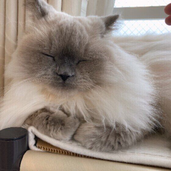 ヒマラヤンのシュガちゃん