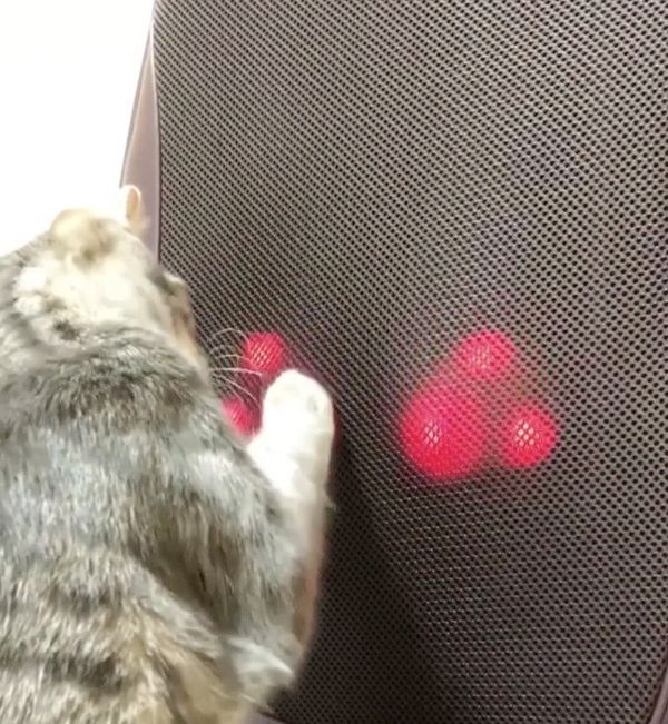 マッサージ機が気になる猫
