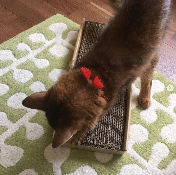 段ボール爪とぎ