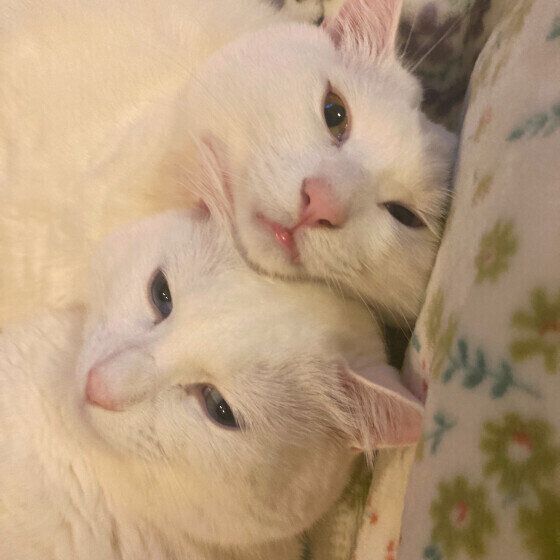 白のニコくんたち