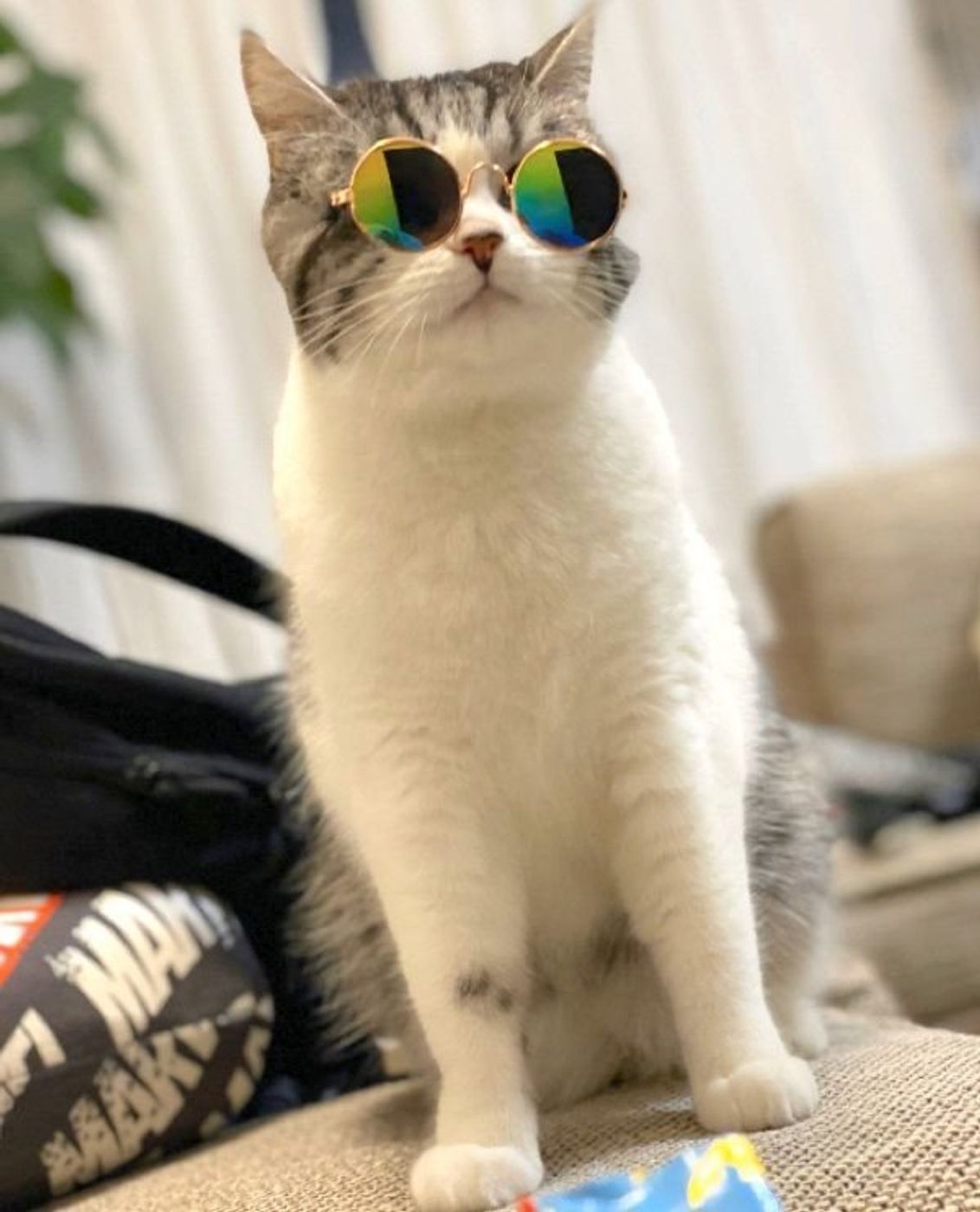 イケメン過ぎてビビる 圧倒的セレブ感 サングラスの外し方が最高な猫に大反響 ねこのきもちweb Magazine イケメン過ぎてビビる 圧倒的セレブ感 サングラスの外し方が最高な猫に大反響 ねこのきもちweb Magazine