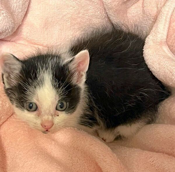 保護当時のまめちゃん