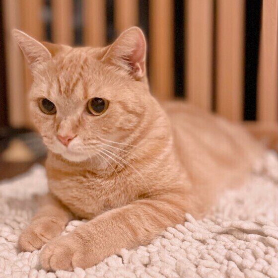 スフィンクス座りをするスコティッシュフォールド