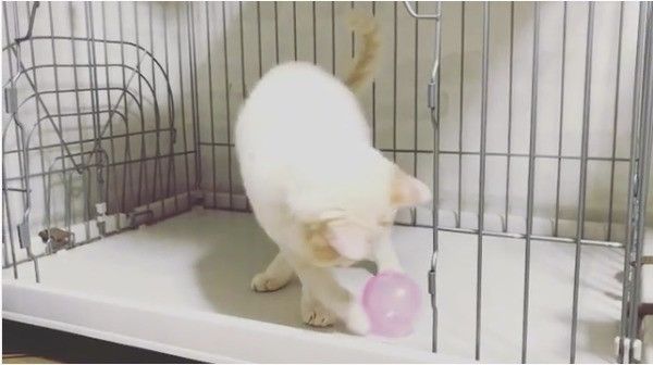ボール大好きニャンコ