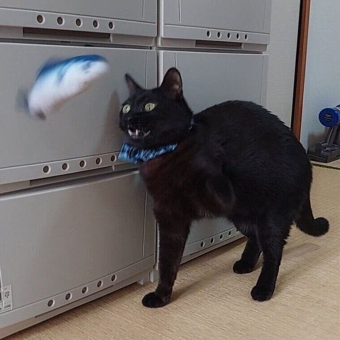 おもちゃの魚を放り投げるイブくん
