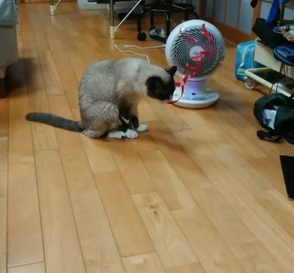 エアーサーキュレーターを見る猫