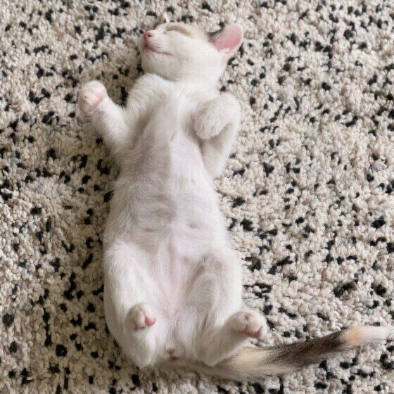 へそ天するなでしこちゃん（MIX）