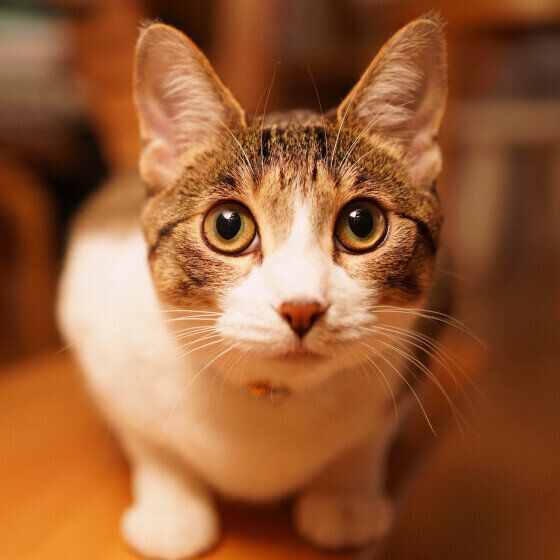 MIXキジトラのまりちゃん