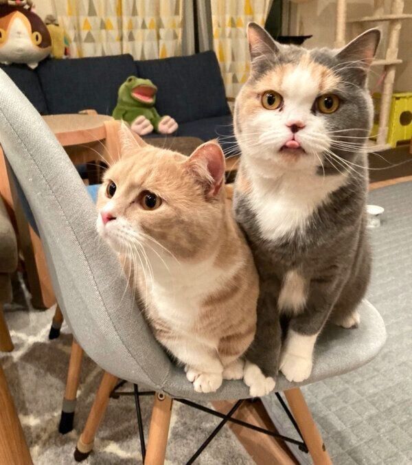 仲良しなどらみちゃん、ちくわくん