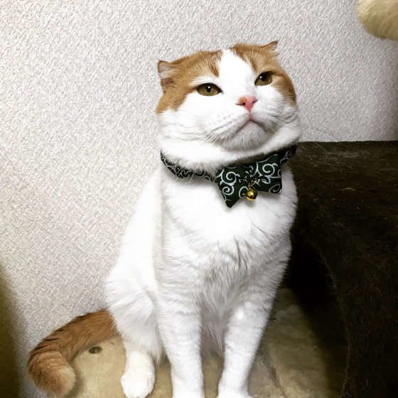 見つめるスコティッシュフォールド