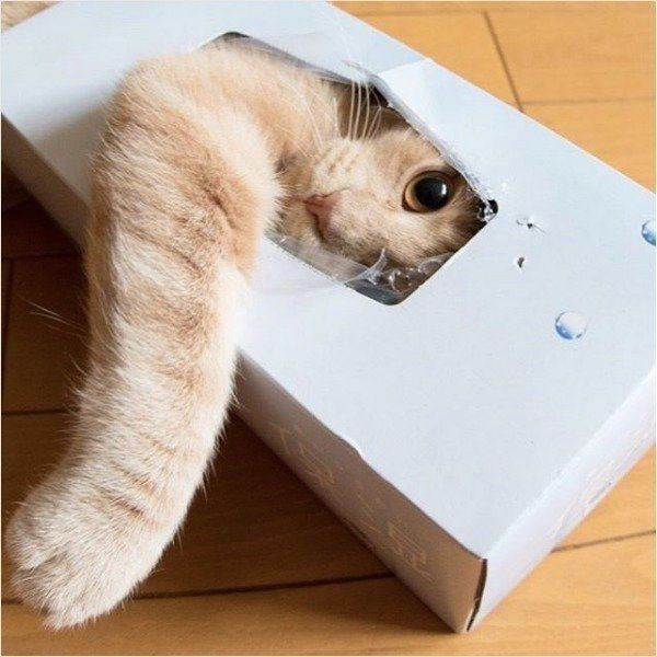 狭いところが好きなスコティッシュフォールド