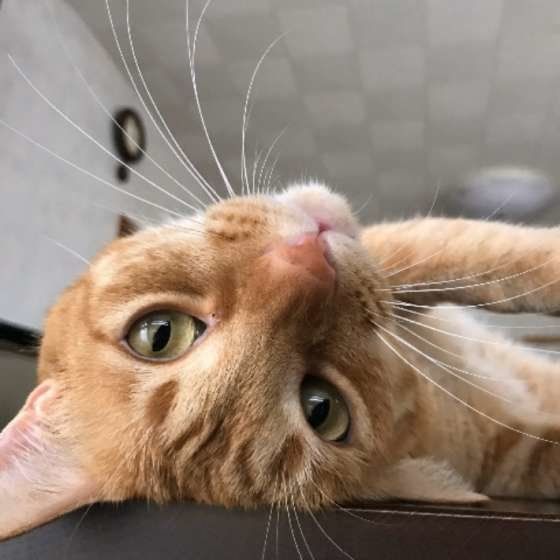 寝転がる茶トラ