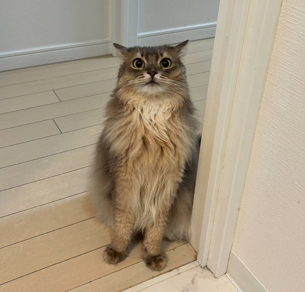 飼い主さんの様子を見に来たこはくちゃん