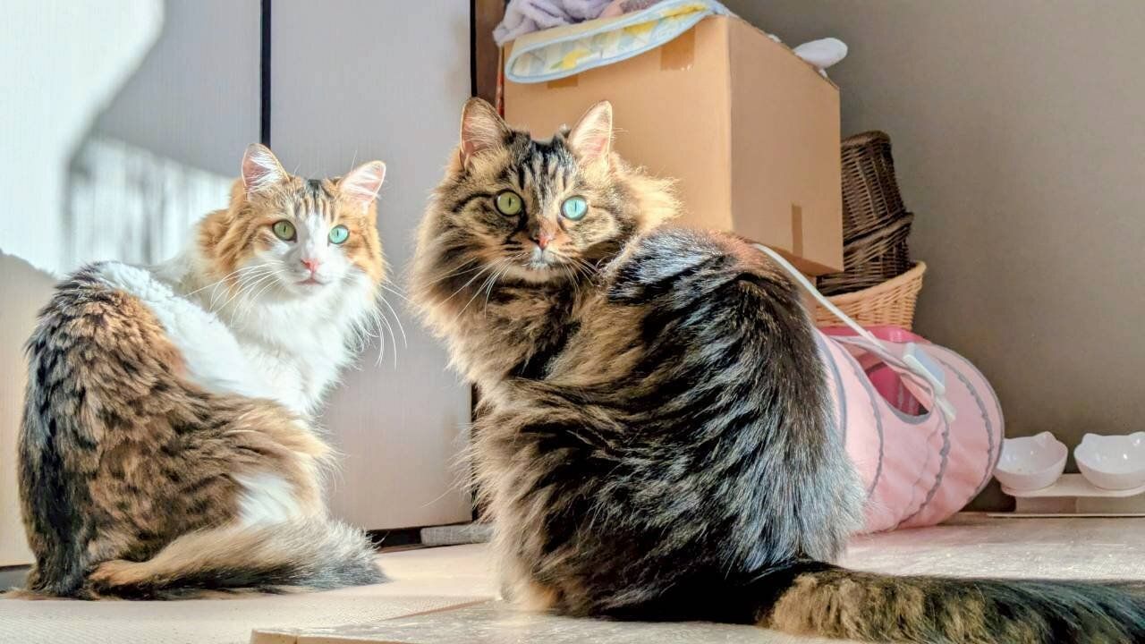 日向ぼっこをしている2匹の猫