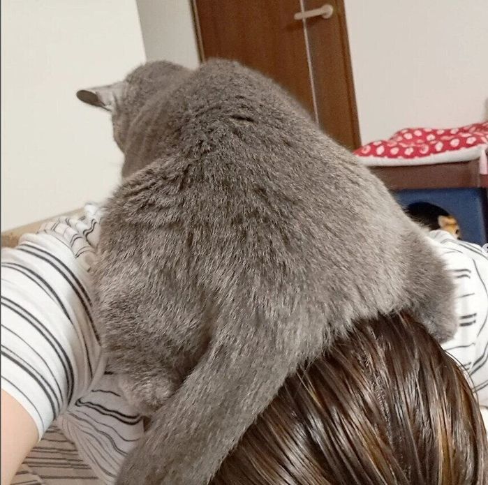 飼い主さんの頭の上で落ち着いちゃうコナくん
