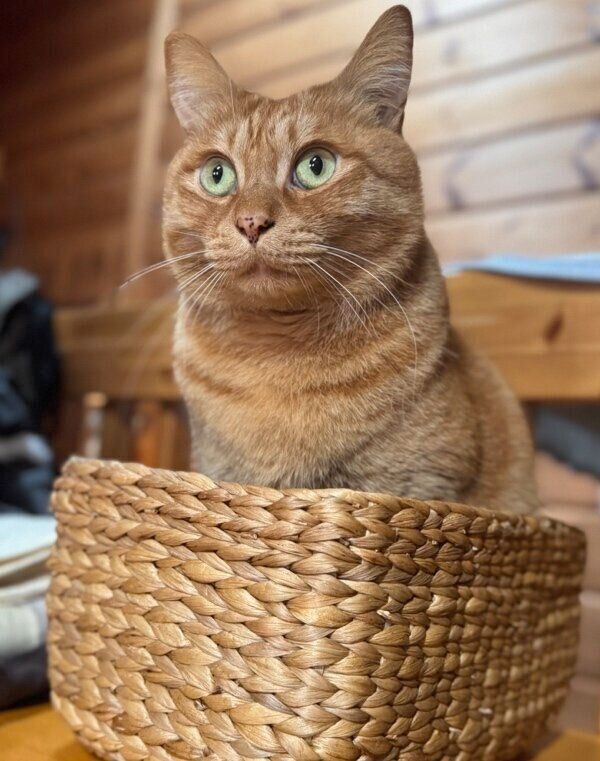 カゴに入ったゆたくん