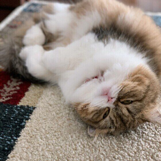 獣医師監修 猫にみかんを与えるときは注意が必要 与えるメリットとデメリットを解説 ねこのきもちweb Magazine