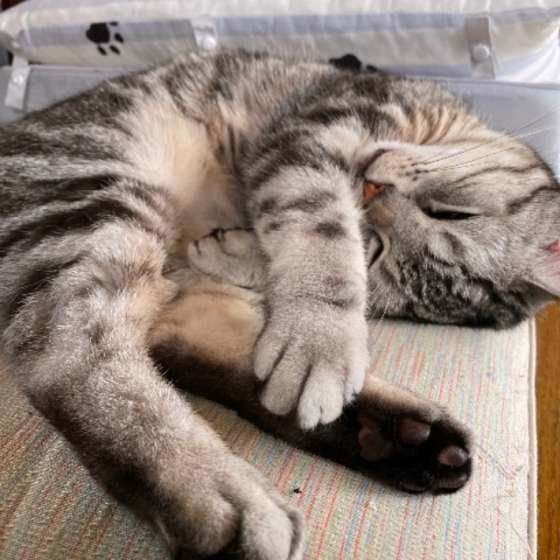 くつろぐアメリカンショートヘア