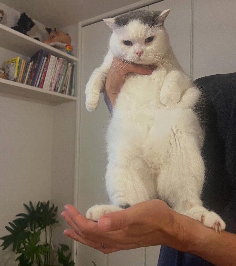 成長したカツヲくん