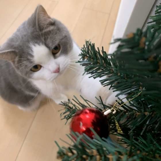 ツリーにちょいちょいするセルカークレックス