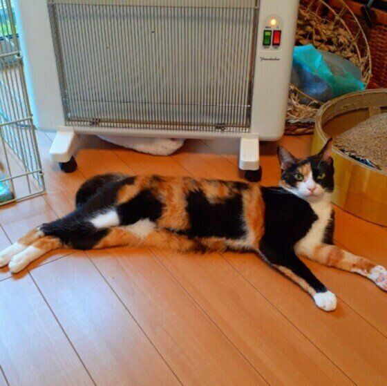 ヒーターで暖を取るはるちゃん