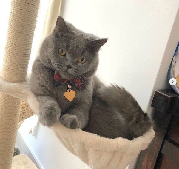 元保護猫・ブリティッシュショートヘアのルナ子ちゃん