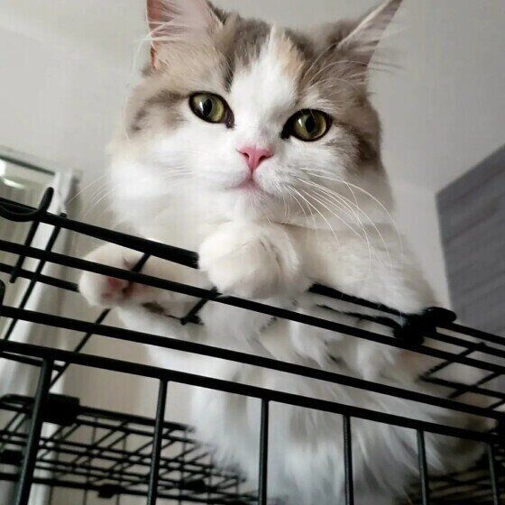 ラテちゃん（ミヌエット）